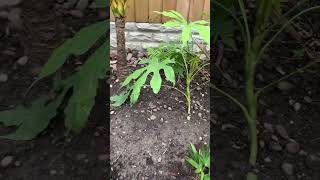 My new Fatsia Polycarpa Green Fingers [upl. by Uoliram11]