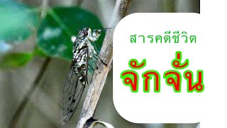 สารคดีชีวิต จักจั่น Homoptera [upl. by Wamsley]