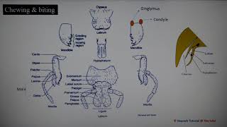 Lecture 2 Insect Mouth parts [upl. by Svirad]