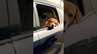 Hamara lio kabhi sudhrega hi nahin funny funnydoglover funnycomedy dog comedy doggiedogsworld [upl. by Soll769]