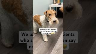 Sniff sniff… “um no” 😂 dog dogs funnydogs cutedog vetlife vetmed animals pets [upl. by Hessler]