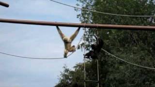 Gibbon Apes at copenhagen zoo [upl. by Laicram]