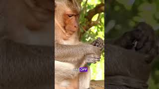 What caused that sudden explosionanimals monkey foryou [upl. by Paul]