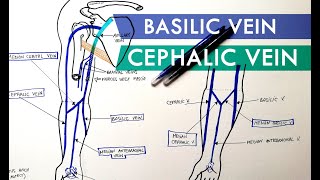 Superficial Veins of Upper Limb  Basilic amp Cephalic veins  Anatomy Tutorial [upl. by Llednew188]