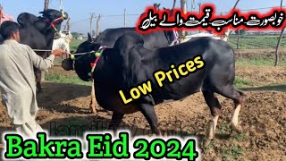 Low prices Bull Gondal mandi attock latest update rate 2024 ll fateh jangi bulls ll jamil tv ll [upl. by Rubens]