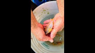 Breeder Selection  Canary OB Peacock  Tropical Fish Hatchery [upl. by Minne]