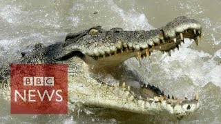 Why are fashion houses buying up crocodile farms BBC News [upl. by Bert]