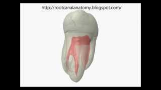 Mandibular Second Molar Prof Marco Versiani [upl. by Onihc]