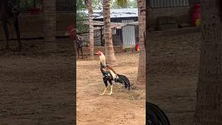 seval aseelmurga sevalsandai kattuseval chicken rooster [upl. by Noach]