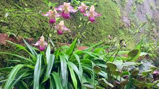 Phragmipedium Sedenii [upl. by Vladamar44]