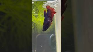 Betta fish cute pair 😍❤️ shorts bettafish breeding [upl. by Bik]