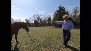 How to stop your horse from running over you when leading him [upl. by Bissell]