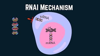 Exploring RNA interference siRNA and miRNA in targeted therapies [upl. by Yamauchi251]