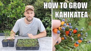 How to Grow Kahikatea [upl. by Esojnauj]