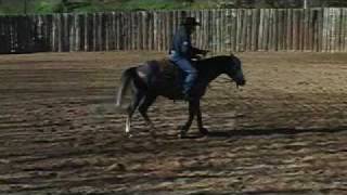 Horse Training Video by Ted Robinson wwwtedrobinsoncowhorsescom [upl. by Aivatnuahs]