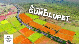 Gundlupete The Flower Farms of Karnataka  Gopalaswamy Betta  4K Drone Video [upl. by Secor]