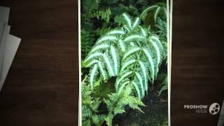 Pteris  garden plants [upl. by Eileen403]