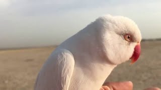 Indoor Free Flight Indian Ringneck Parrot  Parrot free fly training [upl. by Dion]