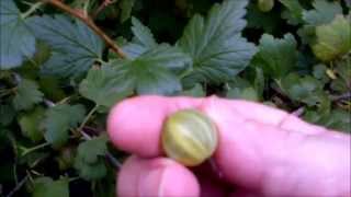 Harvesting gooseberries and some info about them [upl. by Tonina]