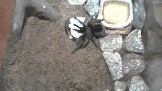 grammostola pulchra vs hamster [upl. by Nueoras106]