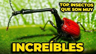 ¡IMPRESIONANTE Estos son los INSECTOS más INCREÍBLES del MUNDO ANIMAL ¡NO te pierdas el final [upl. by Akem]