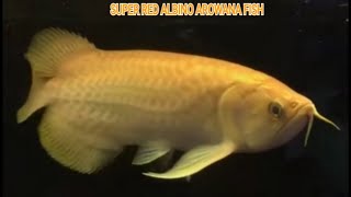 SUPER RED ALBINO AROWANA FISH [upl. by Aitenev]