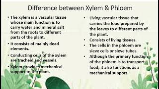 Difference between Xylem and Phloem [upl. by Marder]