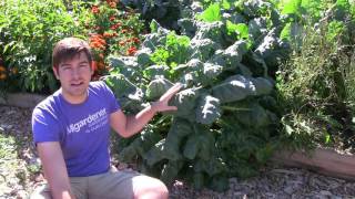 How to Grow Brussel Sprouts  Complete Growing Guide [upl. by Ronda]