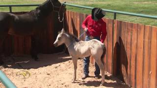 Foal Training Desensitizing Through Touch and Rub [upl. by Ccasi]