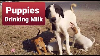 Puppies drinking milk  Me with animals Part 8 [upl. by Nodnyl]