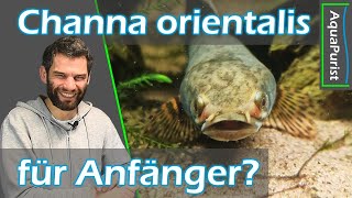 🐍🧑🐟 Schlangen im Aquarium 😬 Artvorstellung des Channa orientalis Cylon Schlangenkopffisch [upl. by Banks891]