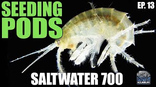 SEEDING Your Saltwater Tank With Copepods  Saltwater 700 [upl. by Nnaassilem]