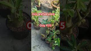 grafted plant available adenium adeniumgraftrd ytshorts viral plants garden sale [upl. by Etnovaj]