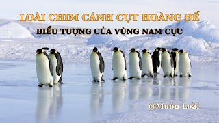 Nhật ký Muôn loài Loài Chim Cánh Cụt Hoàng Đế biểu tượng của vùng nam cực [upl. by Bette-Ann185]