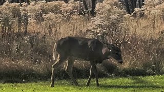 Buck in rut around some does whitetail deer [upl. by Jard371]