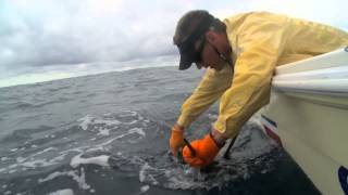 Releasing a Sailfish [upl. by Mars]