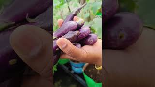 beautiful vegetables in Terrace Garden MaadithottamSachu [upl. by Mathilda336]