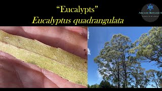 Eucalyptus ID  Eucalyptus quadrangulata WhiteTopped Box [upl. by Tiffy194]