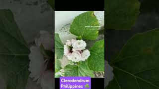 Clerodendrum Philippines Chinese clerodendrum flower flowers plants terrace garden gardening [upl. by Burnett]