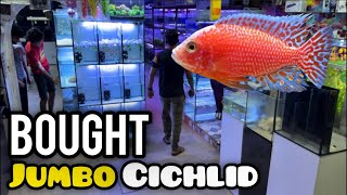 I Bought a JUMBO Cichlid For My Cichlids Tank From SK Marine Fish Shop  Imrans World [upl. by Nnylyram]