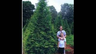 Beautiful Emerald Green Arborvitae that are 56 ft tall we deliver and plant [upl. by Cris533]