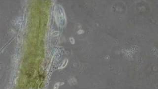 Microscopic life in a drop of water a short film [upl. by Elyc]