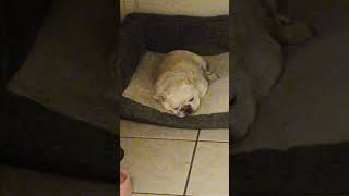 Loudest french bulldog snore [upl. by Kirven]