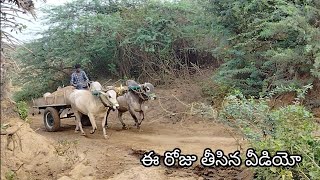 heavy sand load pulling Ongole gittalu  powerful Ongole bulls  MID Ongole bulls Dheera Rana [upl. by Aiker924]