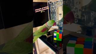 pamflet parrot nimfa birds ninfa pets funny parrotanafi love animals art asmr anime [upl. by Girard615]