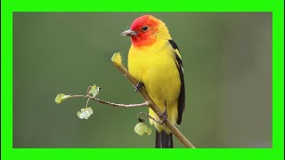 Western Tanager Song Western Tanager Call Voice  Tangará Aliblanca Canto  Piranga Ludoviciana [upl. by Ailuy]