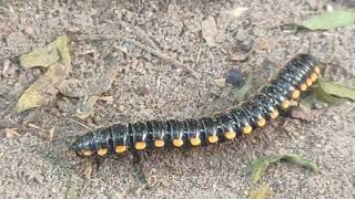 Millipede covered with Road dust 😱😨🐛millipedes millipede millipedetoy kenno worms keeda road [upl. by Renado]