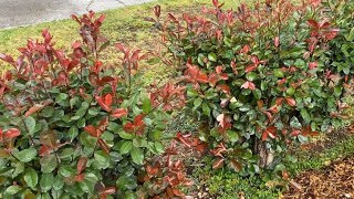 Red Tip Photinia Leaf Spot Treatment Rejuvenation Part 1 [upl. by Cliffes]