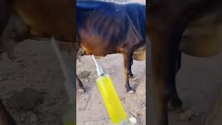 Intramuscular injection in cow shorts viral Veterinary [upl. by Mirth]