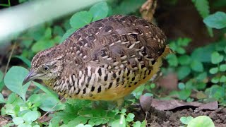 A Pair of BARRED BUTTONQUAILS Singapore [upl. by Assel]